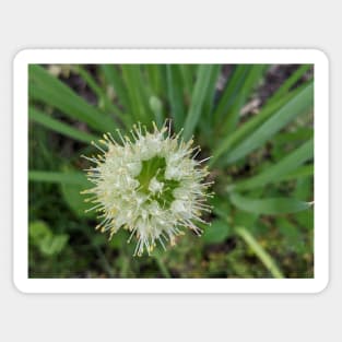 Green Onion Blossom 6 Sticker